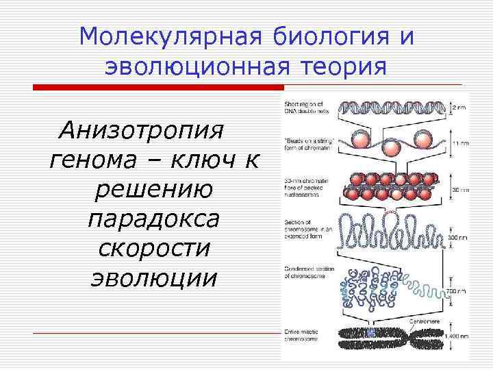 Молекулярная биология и эволюционная теория Анизотропия генома – ключ к решению парадокса скорости эволюции