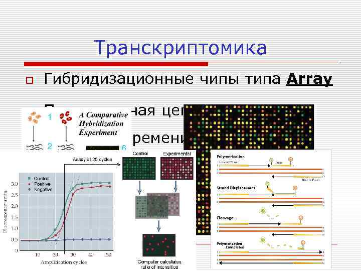 Транскриптомика o Гибридизационные чипы типа Array o Полимеразная цепная реакция в реальном времени RT-PCR