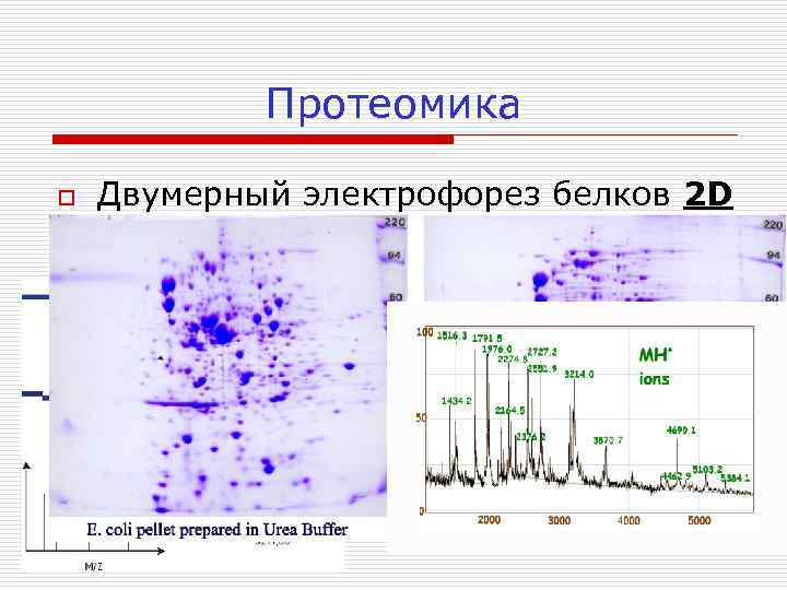 Протеомика o Двумерный электрофорез белков 2 D o Масспектрометрия MALDI - TOF 