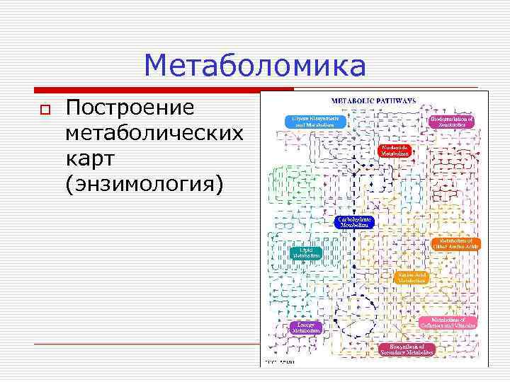 Метаболомика o Построение метаболических карт (энзимология) 