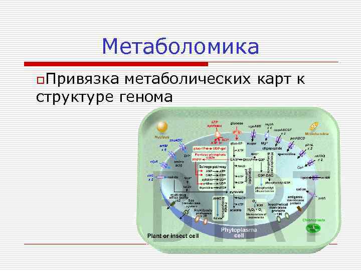 Метаболомика o. Привязка метаболических карт к структуре генома 