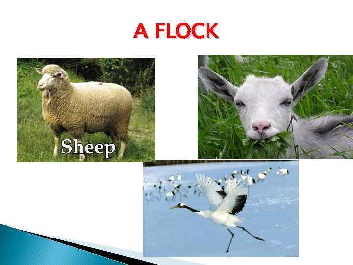 A FLOCK 