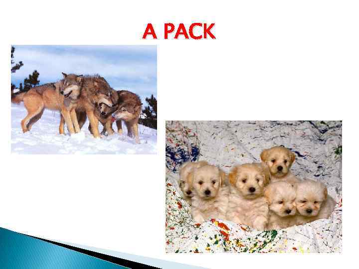 A PACK 