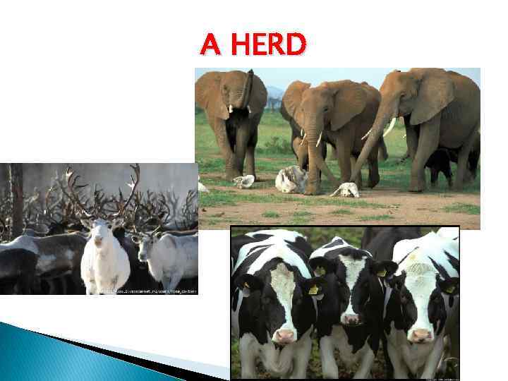 A HERD 