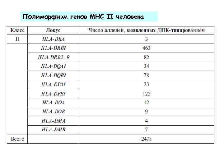 Полиморфизм генов МНС II человека 