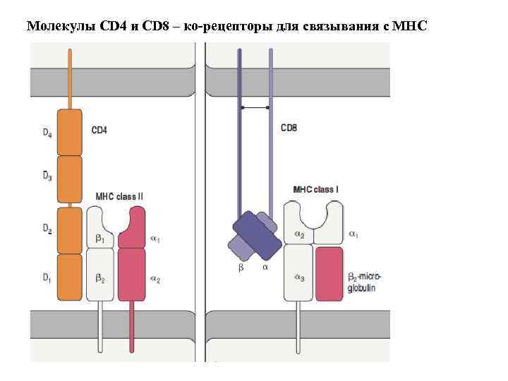 Молекулы CD 4 и CD 8 – ко-рецепторы для связывания с МНС 
