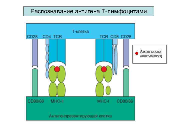 Распознавание антигена T-лимфоцитами Антигенный олигопептид 