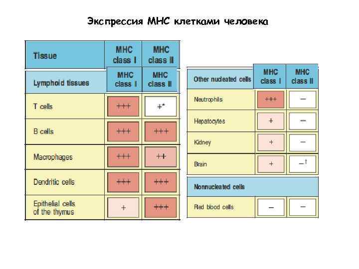 Экспрессия МНС клетками человека 