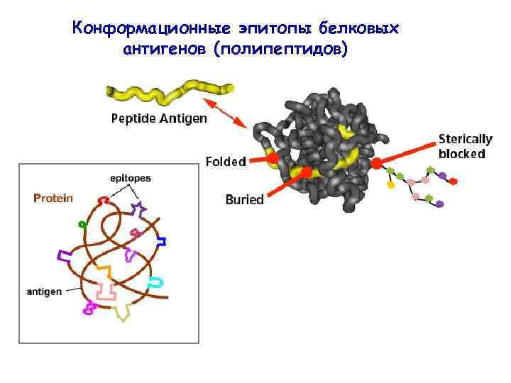 Конформационные эпитопы белковых антигенов (полипептидов) 