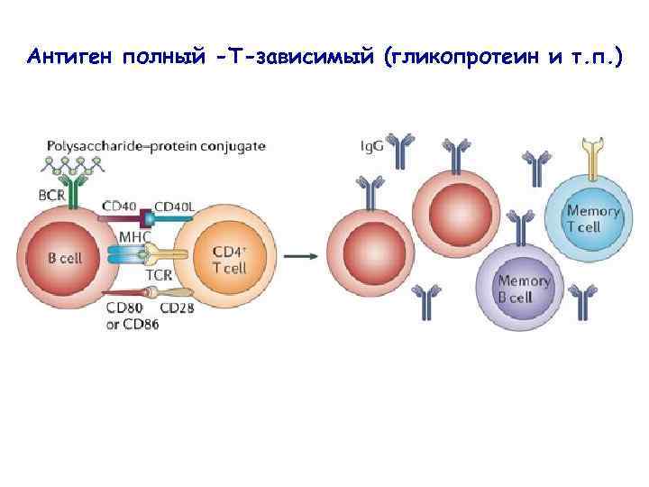 Антиген полный -Т-зависимый (гликопротеин и т. п. ) 