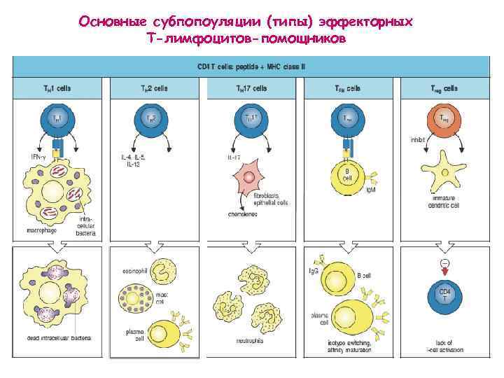 Основные субпопоуляции (типы) эффекторных Т-лимфоцитов-помощников 