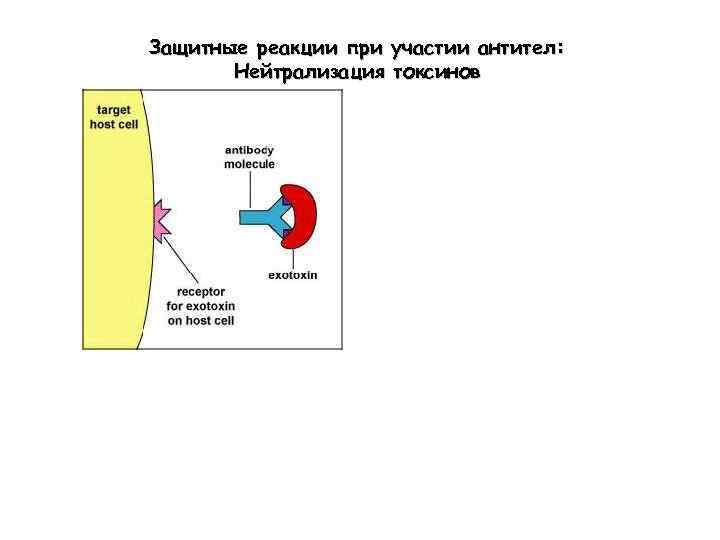 Защитные реакции при участии антител: Нейтрализация токсинов 