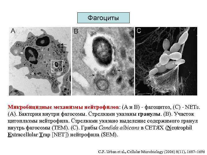 Фагоциты Микробицидные механизмы нейтрофилов: (A и B) - фагоцитоз, (C) - NETs. (A). Бактерия