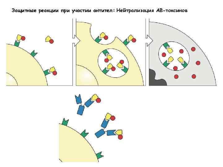 Защитные реакции при участии антител: Нейтрализация АВ-токсинов 