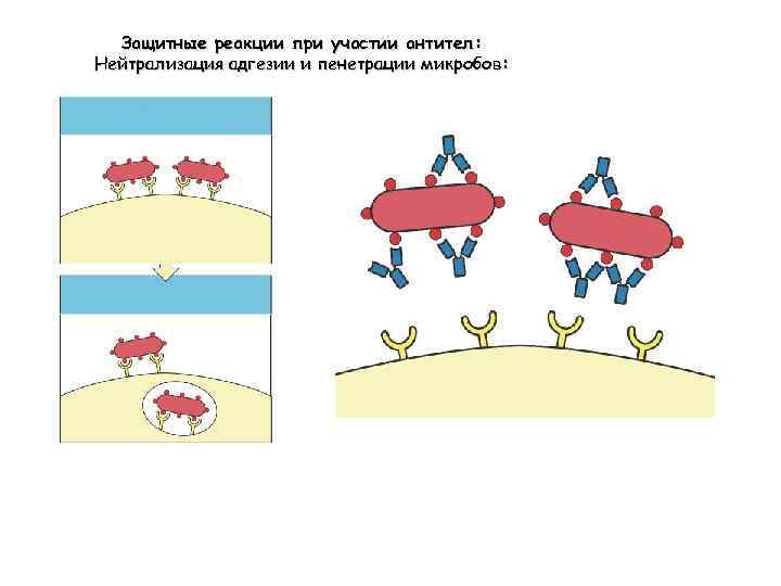 Защитные реакции при участии антител: Нейтрализация адгезии и пенетрации микробов: 