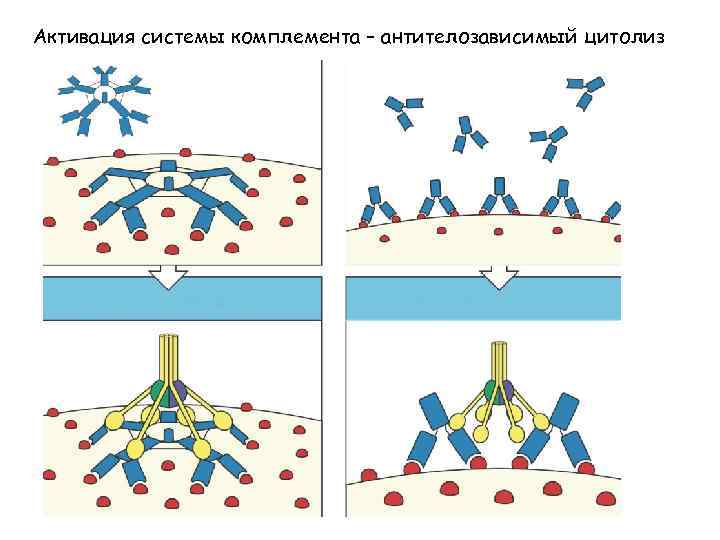 Активация системы комплемента – антителозависимый цитолиз 