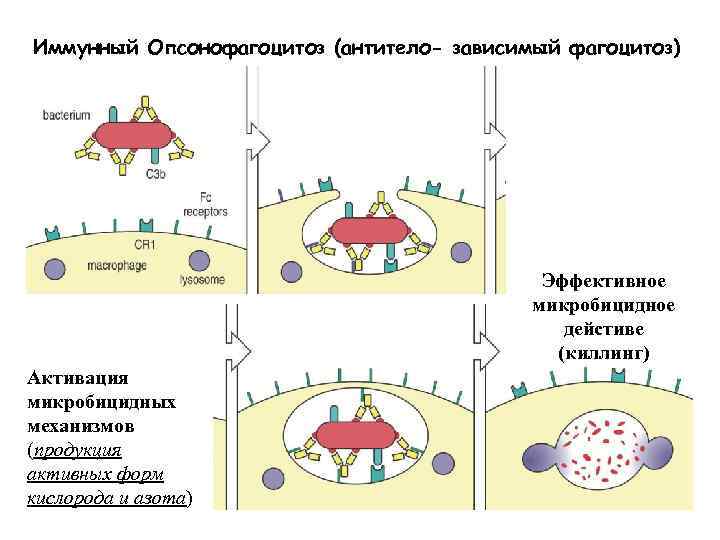 Иммунный Опсонофагоцитоз (антитело- зависимый фагоцитоз) Эффективное микробицидное дейстиве (киллинг) Активация микробицидных механизмов (продукция активных