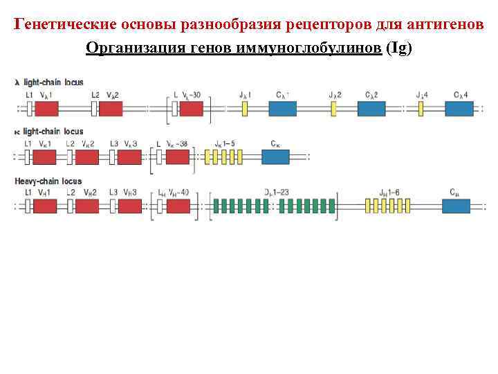 Генетические основы разнообразия рецепторов для антигенов Организация генов иммуноглобулинов (Ig) 