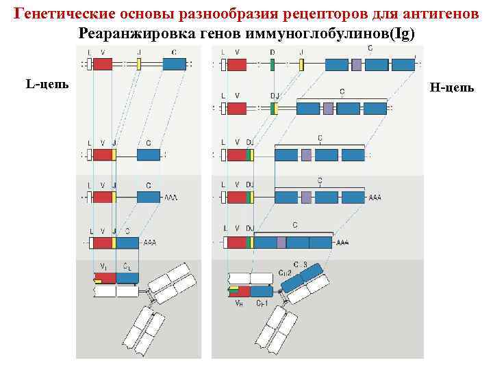 Генетические основы разнообразия рецепторов для антигенов Реаранжировка генов иммуноглобулинов(Ig) L-цепь Н-цепь 