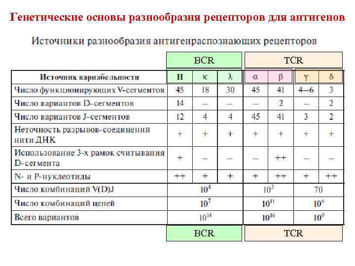 Генетические основы разнообразия рецепторов для антигенов ВСR TCR 