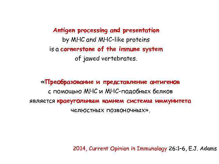 Antigen processing and presentation by MHC and MHC-like proteins is a cornerstone of the