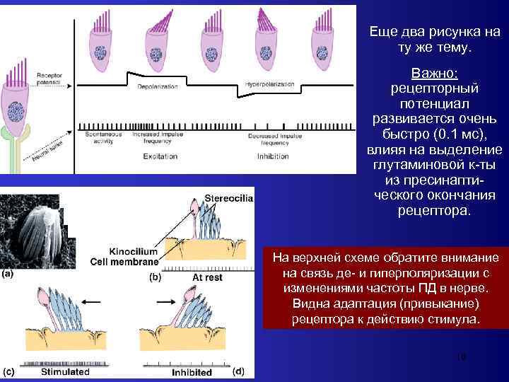 Еще два рисунка на ту же тему. Важно: рецепторный потенциал развивается очень быстро (0.