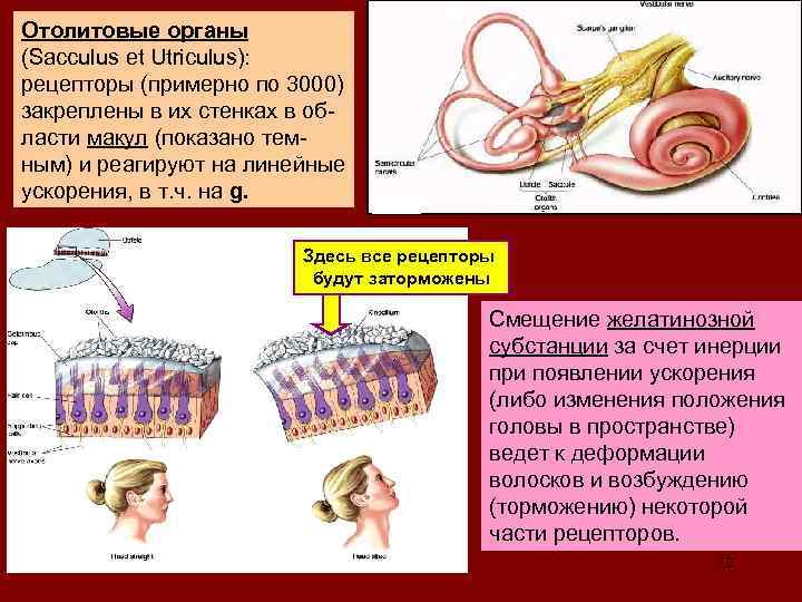 Oтолитовые органы (Sacculus et Utriculus): рецепторы (примерно по 3000) закреплены в их стенках в
