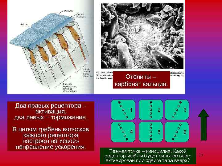 Отолиты – карбонат кальция. Два правых рецептора – активация, два левых – торможение. В
