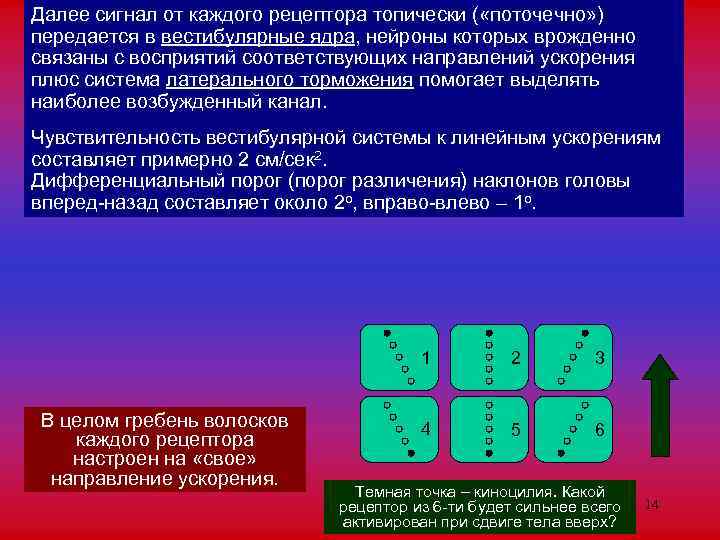 Далее сигнал от каждого рецептора топически ( «поточечно» ) передается в вестибулярные ядра, нейроны