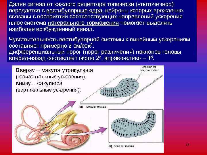 Далее сигнал от каждого рецептора топически ( «поточечно» ) передается в вестибулярные ядра, нейроны