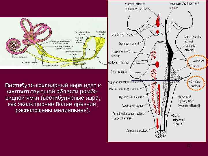 Вестибуло-кохлеарный нерв идет к соответствующей области ромбовидной ямки (вестибулярные ядра, как эволюционно более древние,