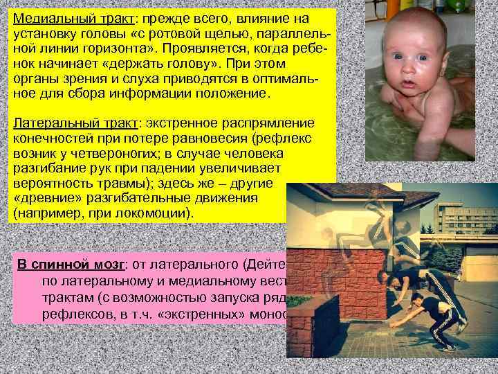 Медиальный тракт: прежде всего, влияние на установку головы «с ротовой щелью, параллельной линии горизонта»