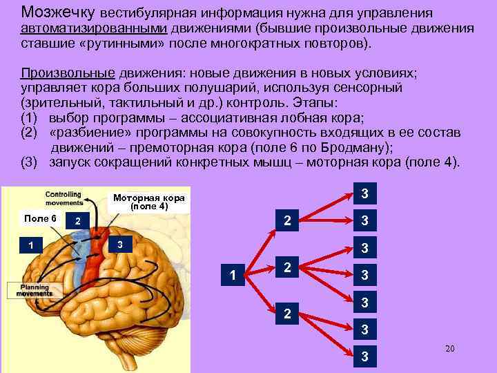 Мозжечку вестибулярная информация нужна для управления автоматизированными движениями (бывшие произвольные движения ставшие «рутинными» после