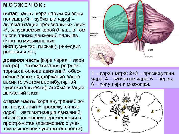 Зубчатое ядро