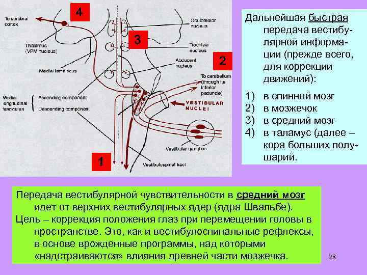 4 3 2 Дальнейшая быстрая передача вестибулярной информации (прежде всего, для коррекции движений): 1)