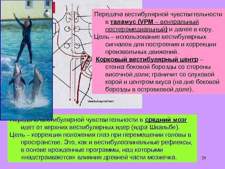 4 Передача вестибулярной чувствительности в таламус (VPM – вентральный постеромедиальный) и далее в кору.