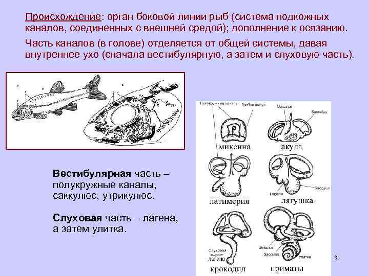 Происхождение: орган боковой линии рыб (система подкожных каналов, соединенных с внешней средой); дополнение к