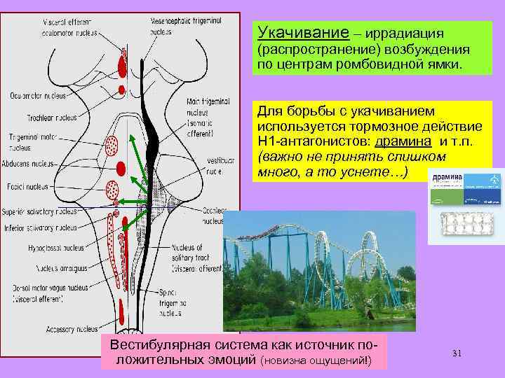 Укачивание – иррадиация (распространение) возбуждения по центрам ромбовидной ямки. Для борьбы с укачиванием используется