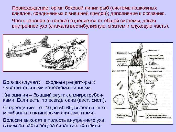 Происхождение: орган боковой линии рыб (система подкожных каналов, соединенных с внешней средой); дополнение к