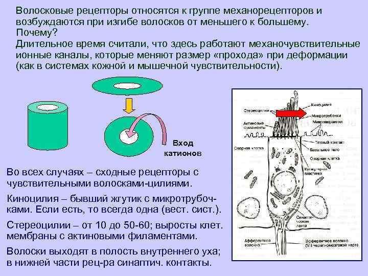 Волосковые рецепторы относятся к группе механорецепторов и возбуждаются при изгибе волосков от меньшего к