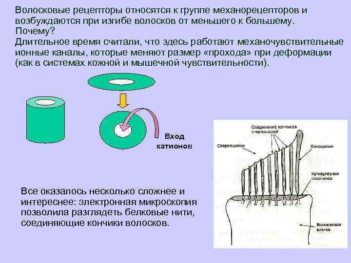 Волосковые рецепторы относятся к группе механорецепторов и возбуждаются при изгибе волосков от меньшего к