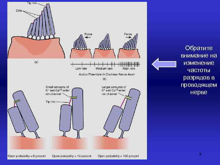 Обратите внимание на изменение частоты разрядов в проводящем нерве 9 