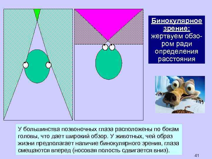 Бинокулярное зрение схема - 98 фото