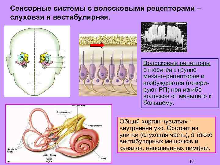 Сенсорные системы с волосковыми рецепторами – слуховая и вестибулярная. Волосковые рецепторы относятся к группе