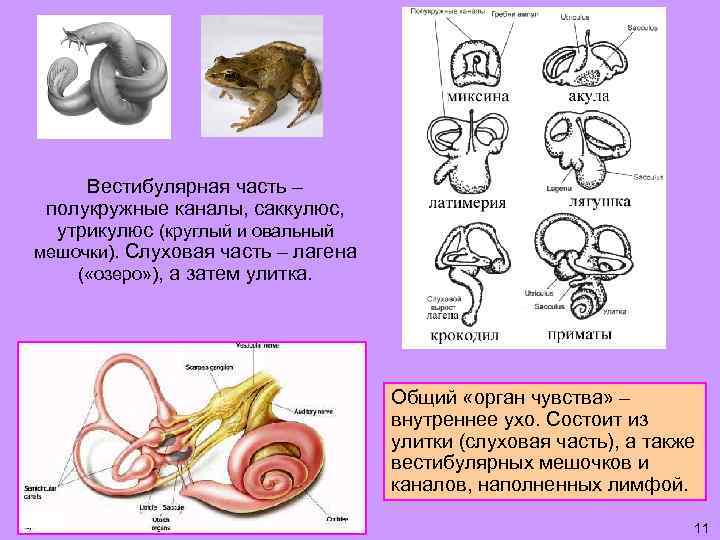 Вестибулярная часть – полукружные каналы, саккулюс, утрикулюс (круглый и овальный мешочки). Слуховая часть –