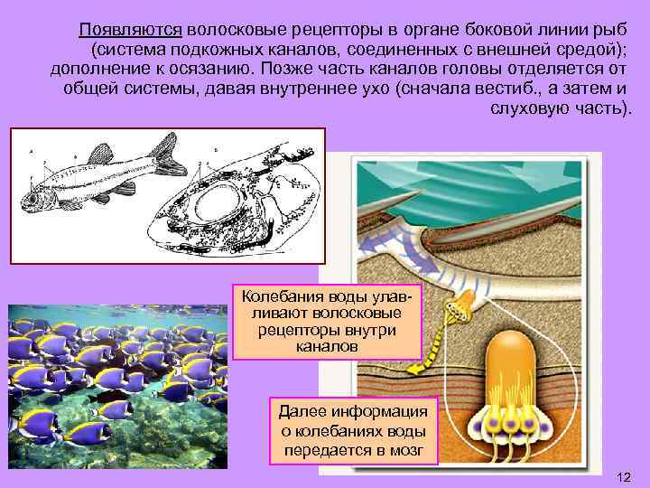 Появляются волосковые рецепторы в органе боковой линии рыб (система подкожных каналов, соединенных с внешней