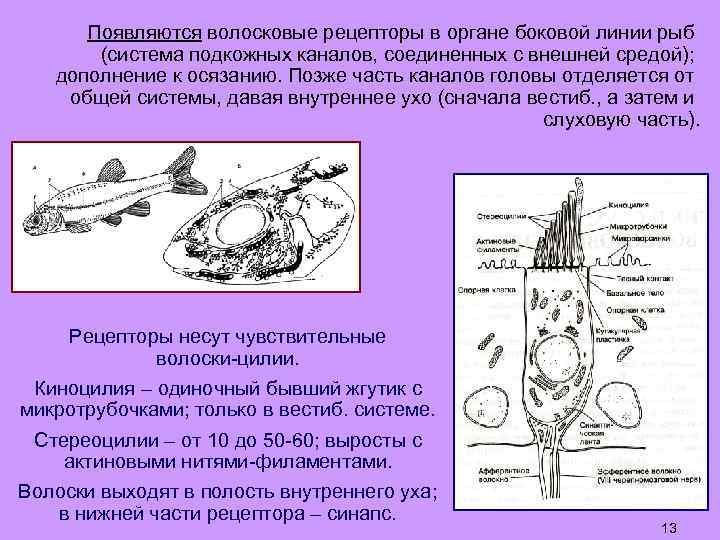 Появляются волосковые рецепторы в органе боковой линии рыб (система подкожных каналов, соединенных с внешней