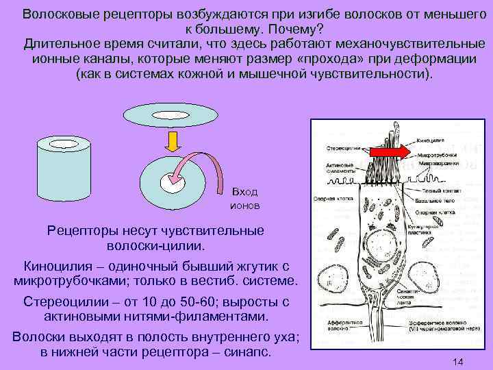 Волосковые рецепторы возбуждаются при изгибе волосков от меньшего к большему. Почему? Длительное время считали,