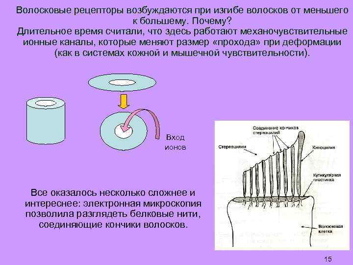 Рецепторы возбуждения. Волосковые рецепторы. Волосковые рецепторы возбуждаются при изгибе волосков. Механочувствительные рецепторы. Колебание волосковых клеток.