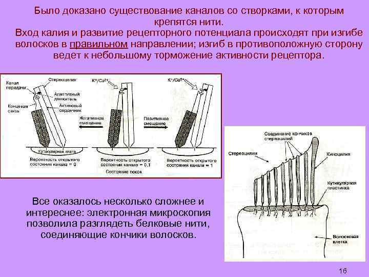 Было доказано существование каналов со створками, к которым крепятся нити. Вход калия и развитие